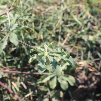 Cleome chelidonii L.f.